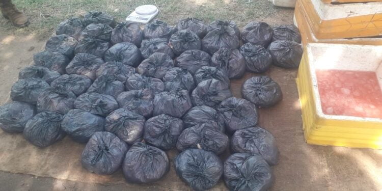 82 கிலோ ஆமை இறைச்சியுடன் இருவர் கைது.