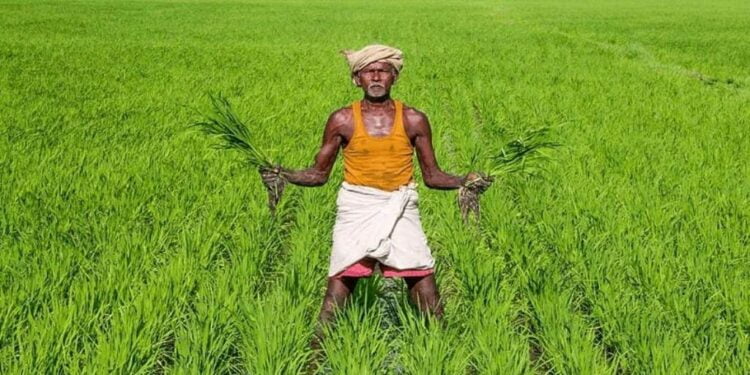 Jaffna விவசாயிகளுக்கு துப்பாக்கி வழங்க நடவடிக்கை.