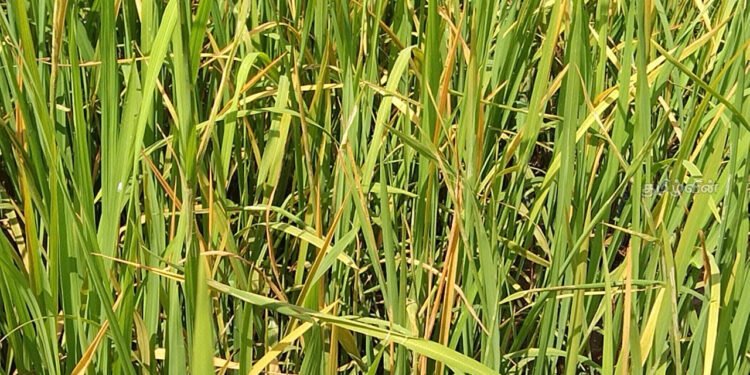 அக்கராயனில் பரசூட் முறை நெற் பயிர்ச்செய்கை வயல் அறுவடை