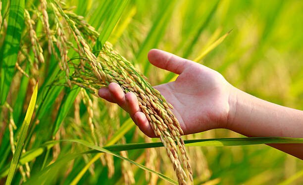 பெரும்போகத்திற்கான உர மானியத்தை அதிகரிக்க ஜனாதிபதி பணிப்புரை.