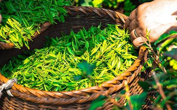தேயிலை ஏற்றுமதி வருமானம் அதிகரிப்பு