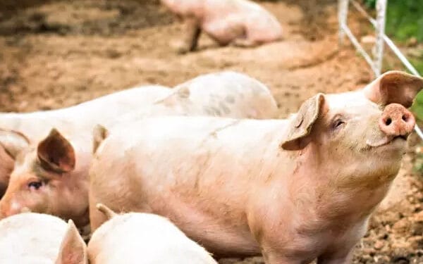 பெண்களை கொன்று பன்றிகளுக்கு இரையாக்கிய பண்ணையாளர்!