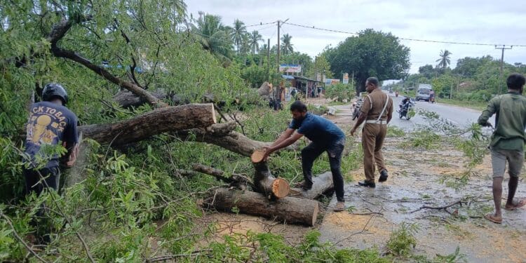 வீதி அருகே நின்ற மரம் விழுந்ததில் மின் கம்பம் பாதிப்பு மின் இணைப்பு துண்டிப்பு.