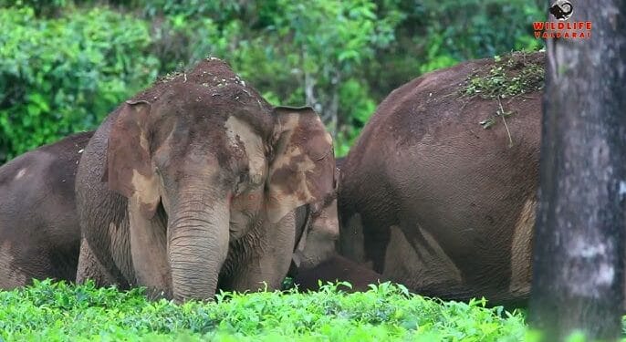 வெள்ள அழிவுடன் யானைகளாலும் அவதியுறும் விவசாயிகள்.