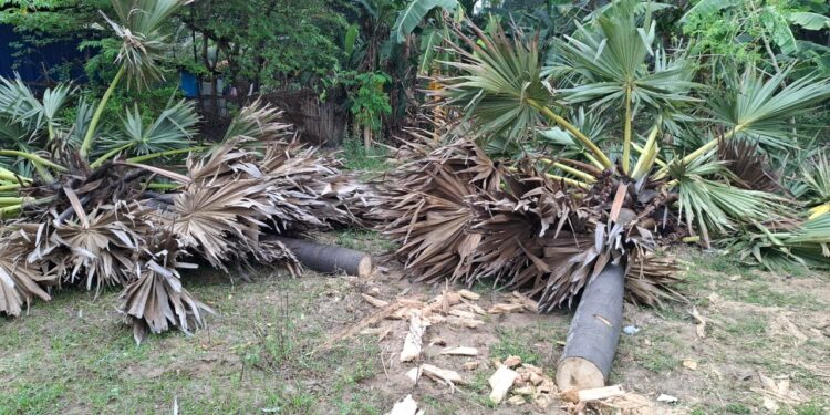 யாழில். விடுமுறை தினங்களில் அனுமதியின்றி தறிக்கப்படும் பனை மரங்கள்.