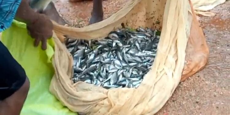 வவுனியா குளத்தின் வான் பாயும் இடத்தில் குவியும் மீன்கள்!