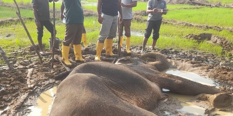 சுகவீனமடைந்த யானை சிகிச்சை பலனின்றி மரணம்.
