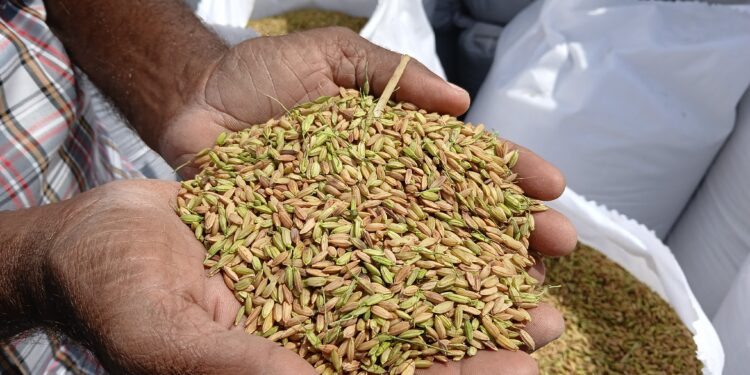 முதிர முன்பே காலபோக நெல் அறுவடை செய்யும் கிளிநொச்சி விவசாயிகள் – விளைச்சல் தொடர்பில் கவலை