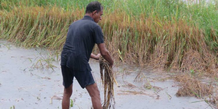 விளைந்த நெல்லை அறுவடை செய்ய விடாதவர்கள் நஷ்ட ஈடு தரவேண்டும் – பாதிக்கப்பட்ட விவசாயிகள் கோரிக்கை