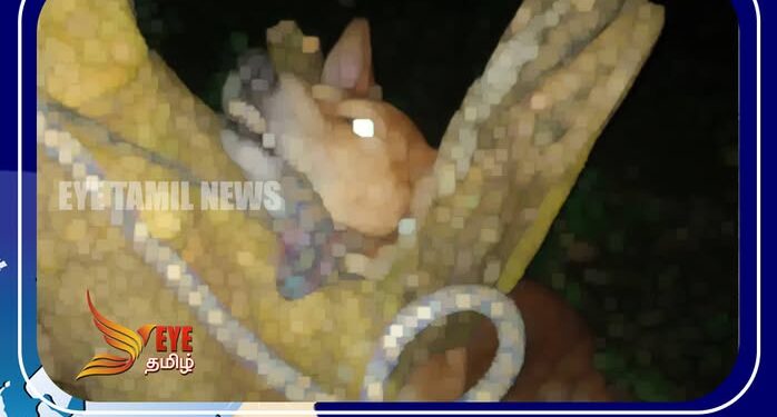 உயிரை கொல்லும் உரிமை கையில் எடுக்கப்பட்டது  எப்படி?
