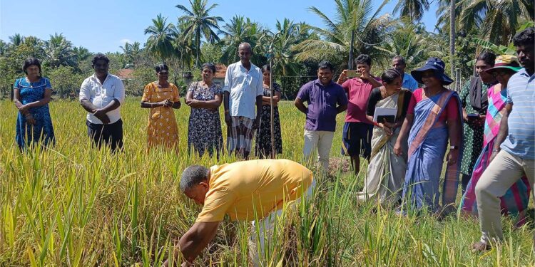 கிளிநொச்சி தர்மபுரம் பகுதியில் சிறப்பாக  நடைபெற்ற வயல்விழா.