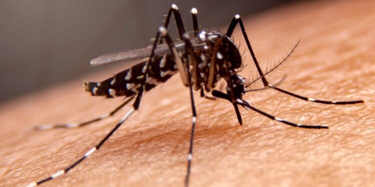 நாட்டில் சிக்கன் குனியா நோயாளர்களின் எண்ணிகை மீண்டும் அதிகரிப்பு.