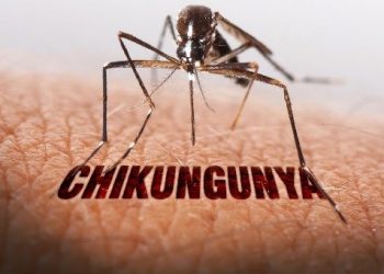 யாழில். நால்வருக்கு சிக்கன்குனியா பாதிப்பு உறுதி…