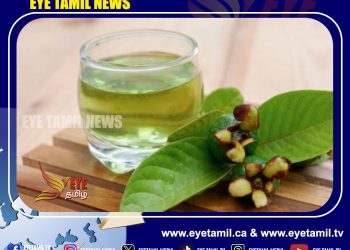 பல நோய்களுக்கு ஒரே மருந்து கொய்யா இலை