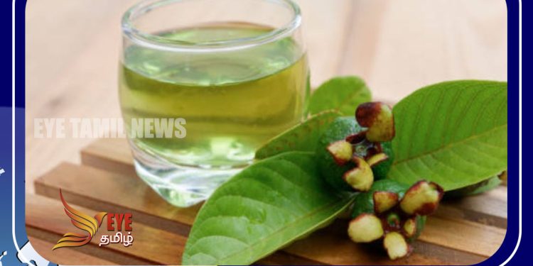 பல நோய்களுக்கு ஒரே மருந்து கொய்யா இலை