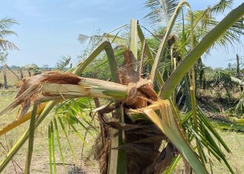 காட்டு யானைகளினால் பல தென்னை மரங்கள் அழிப்பு…