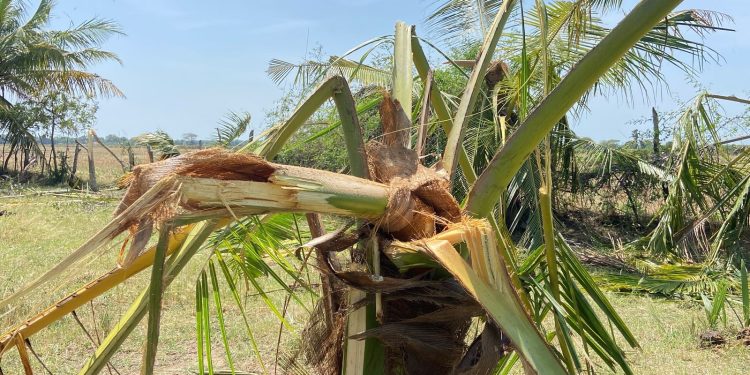 காட்டு யானைகளினால் பல தென்னை மரங்கள் அழிப்பு…