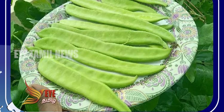 ஆரோக்கியமான வாழ்விற்கு  அவரை!