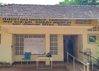 வவுனியாவில் அரச கால்நடை வைத்தியர்கள் பணிப்புறக்கணிப்பு!