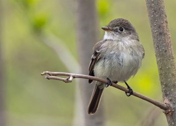 Least Flycatcher எனும் பூச்சியுண்ணிப் பறவைகள் குளிர்கால இருப்பிடங்களுக்கு இடம்பெயரத் தொடங்கியுள்ளன.