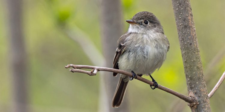 Least Flycatcher எனும் பூச்சியுண்ணிப் பறவைகள் குளிர்கால இருப்பிடங்களுக்கு இடம்பெயரத் தொடங்கியுள்ளன.