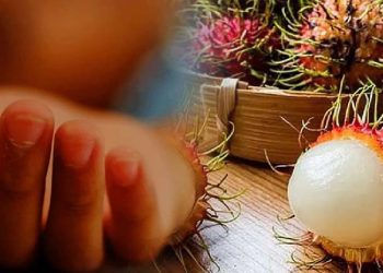 ரம்புட்டான் விதை தொண்டையில் சிக்கி சிறுவன் பலி!