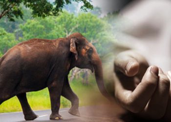 காட்டு யானை தாக்கியதில் 7வயது சிறுமியொருவர் உயிரிழப்பு!