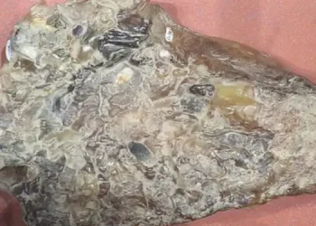 5 மில்லியன் பெறுமதியான திமிங்கலத்தின் அம்பர்கிரிஸ் பறிமுதல்!