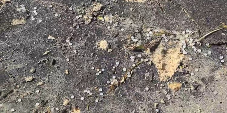 மன்னார் கடற்கரையோரங்களில் கரையொதுங்கும் பிளாஸ்டிக் துகள்கள்!