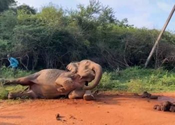 மடு – பாலம்பிட்டி பிரதான வீதியில் உயிருக்கு போராடும் யானை