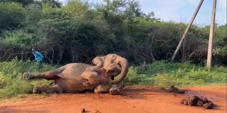 மடு – பாலம்பிட்டி பிரதான வீதியில் உயிருக்கு போராடும் யானை