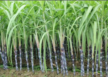 கிளிநொச்சியில்  மீண்டும் கரும்பு செய்கை ஆரம்பம்