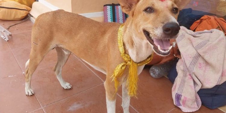 கதிர்காமத்தை சென்றடைந்த சுப்பிரமணியம் என்றழைக்கப்படும் நாய்