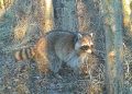 கியூபெக்கில் ரக்கூன் வகை வெறிநோய் (Raccoon Rabies): செல்லப்பிராணிகளுக்குத் தடுப்பூசி செலுத்த MAPAQ அறிவுறுத்தல்!