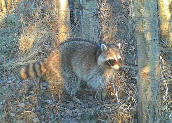 கியூபெக்கில் ரக்கூன் வகை வெறிநோய் (Raccoon Rabies): செல்லப்பிராணிகளுக்குத் தடுப்பூசி செலுத்த MAPAQ அறிவுறுத்தல்!