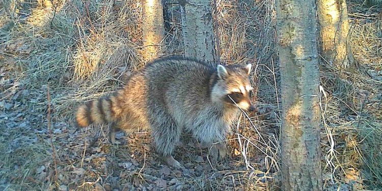 கியூபெக்கில் ரக்கூன் வகை வெறிநோய் (Raccoon Rabies): செல்லப்பிராணிகளுக்குத் தடுப்பூசி செலுத்த MAPAQ அறிவுறுத்தல்!