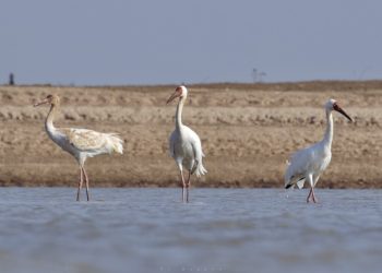 வடக்கிற்கு வருகை தரும் சைபீரியா நாட்டு பறவைகள்