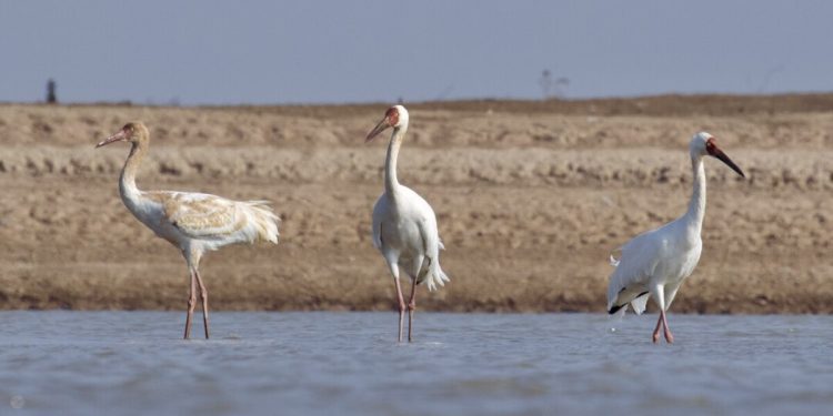 வடக்கிற்கு வருகை தரும் சைபீரியா நாட்டு பறவைகள்