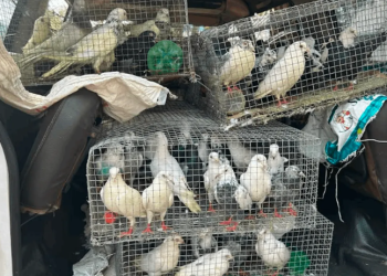 120 பந்தய புறாக்களை இலங்கைக்கு கடத்த முயன்ற இருவர்