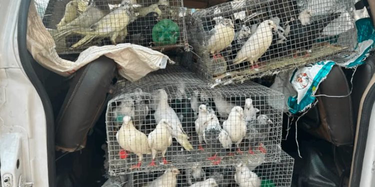 120 பந்தய புறாக்களை இலங்கைக்கு கடத்த முயன்ற இருவர்