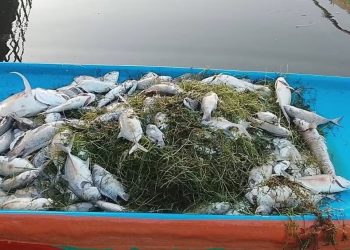 தொண்டமனாற்றில் இறந்து மிதக்கும் மீன்கள்