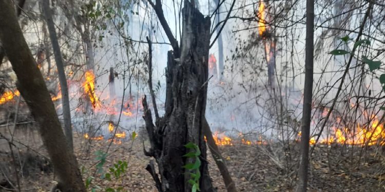 மணல் காட்டில் சவுக்கம் காட்டிற்கு விஷமிகளால்  தீ வைப்பு