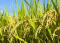 வடக்கில் சிறுபோக நெற்செய்கை வெற்றி