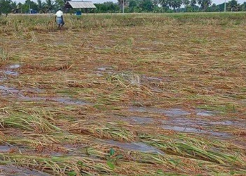 டெல்டா நெற்பயிர் சேதம்: பாதிக்கப்பட்ட விவசாயிகளுக்கு இழப்பீடு வழங்க இபிஎஸ் கோரிக்கை!