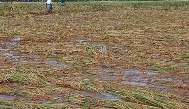 டெல்டா நெற்பயிர் சேதம்: பாதிக்கப்பட்ட விவசாயிகளுக்கு இழப்பீடு வழங்க இபிஎஸ் கோரிக்கை!