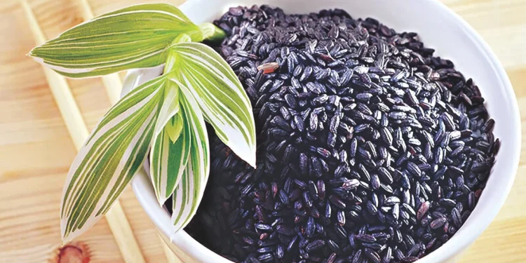 புற்றுநோயை எதிர்த்துப் போராடும் கருப்பு கவுனி அரிசி