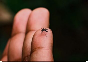 டெங்கு நோயினால் உயிரிழந்தோரின் எண்ணிக்கை அதிகரிப்பு
