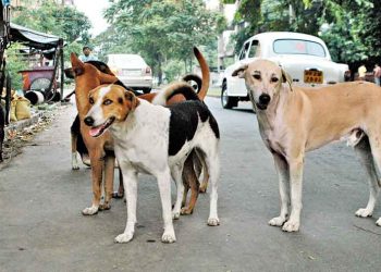 வடக்கில் நான்கு மாதங்களில் 7606 நாய்களுக்கு கருத்தடை செய்ய இலக்கு