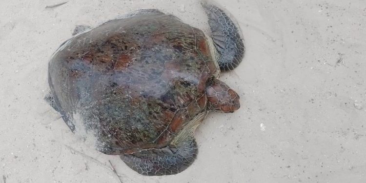 யாழில். இரண்டு கடலமைகளுடன் ஒருவர் கைது