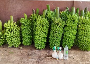 யாழில். மருந்து விசிறிய வாலைக்குழையை விற்பனை செய்ய முயன்றவருக்கு 06 மாத சிறை